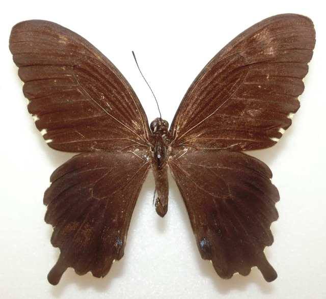 Papilio polytes (Abberant, Taiwan) (Internet Image property of respective owner, non-commercial use only)